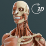 人体3D立体解剖（Visual Anatomy 3D - Human）