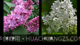 丁香花瓣v1.9截图