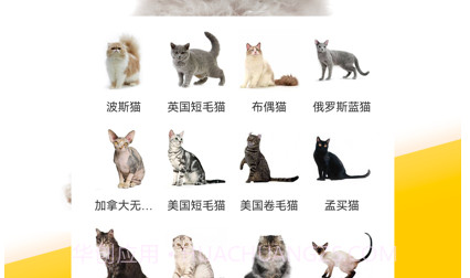 有只宠物1.4.5截图