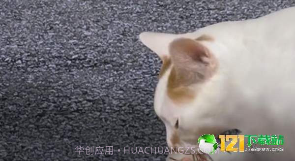 猫头怪谈3.12截图
