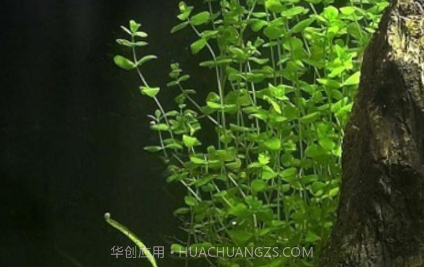 3D食人鱼：梦象动态壁纸v1.5.6截图