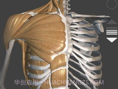 艺术家之3d解剖图v4.3.13截图