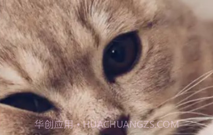 爱猫物语宠物店2023v3.43.9截图