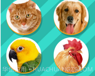pettranslatorv1.11截图
