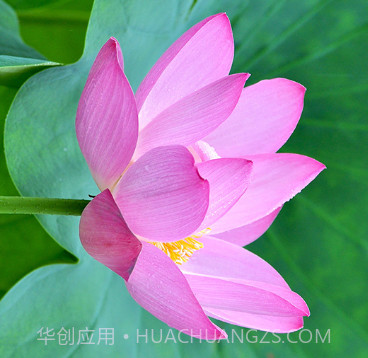 拍照识万物v1.10截图