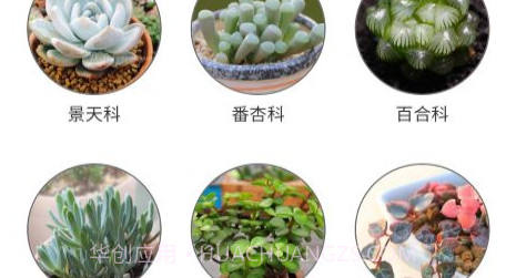 潮句多肉植物汇v1.16截图