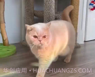 视频处理小工具v5.0.16截图