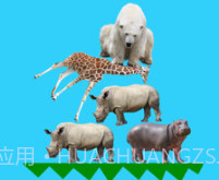 动物叠叠乐v8.19截图