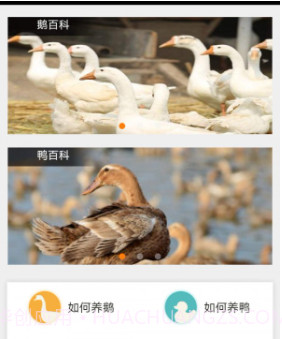 鹅鸭之家v0.17截图