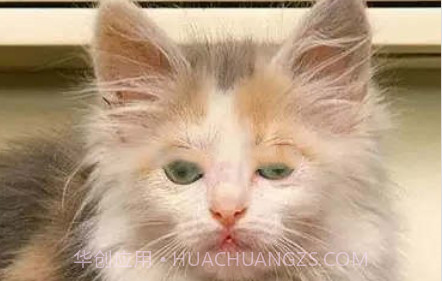 小猫壁纸v1.19截图