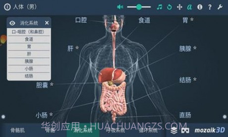 人体解剖3D模型2.13截图