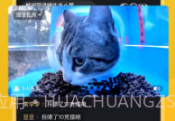 哈啰街猫手机版V1.0.16截图