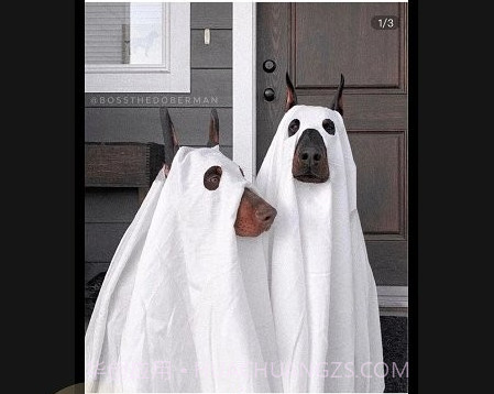 皮可宠物v1.1.24截图