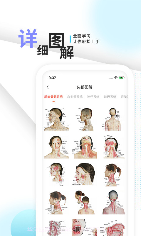 3d人体解剖学三维图谱截图3