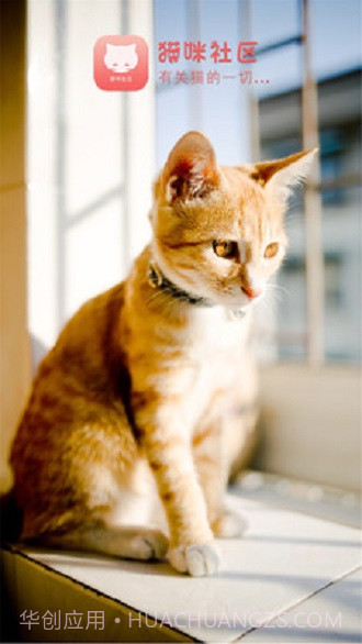 猫咪社区截图2 猫咪社区截图2