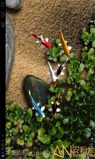 自由锦鲤动态壁纸截图4