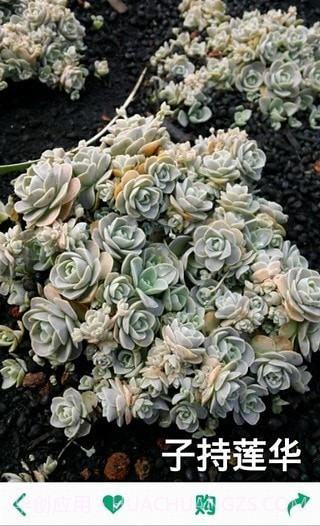 多肉植物截图4 多肉植物截图4