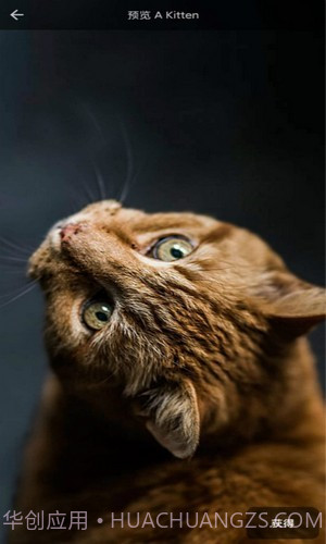 4D动态壁纸截图1 4D动态壁纸截图1