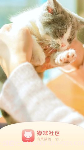 猫咪社区在线截图1 猫咪社区在线截图1