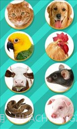 仓鼠语言翻译器(Pet Translator)截图3 仓鼠语言翻译器(Pet Translator)截图3