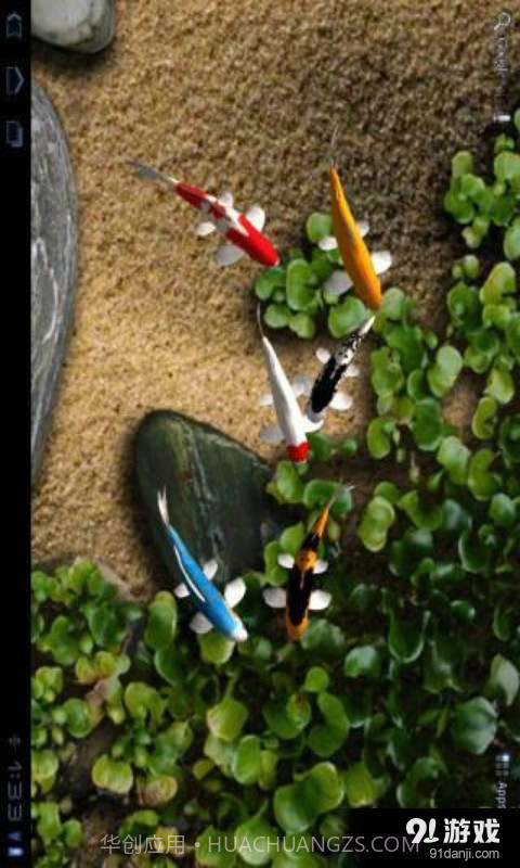 锦鲤3D动态壁纸截图3 锦鲤3D动态壁纸截图3