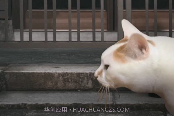 猫的一天怪奇谭（全剧情存档）完整版截图1
