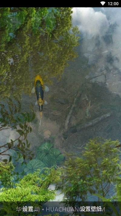 鱼池动态壁纸截图4 鱼池动态壁纸截图4