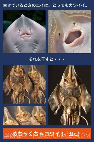 超体验晒鱼截图3