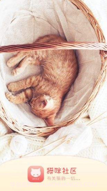 猫咪社区app旧版截图1