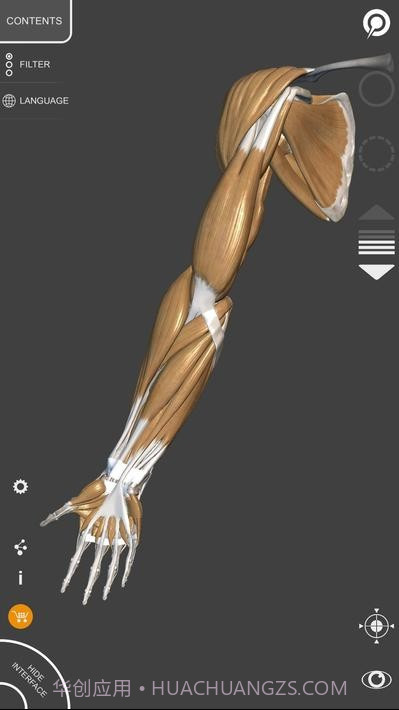 艺术家之3d解剖图截图3 艺术家之3d解剖图截图3