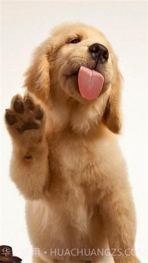 狗狗舔屏手机动态壁纸截图3 狗狗舔屏手机动态壁纸截图3