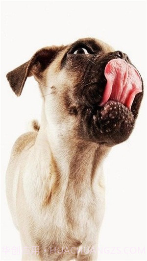 狗狗舔屏手机动态壁纸截图4 狗狗舔屏手机动态壁纸截图4