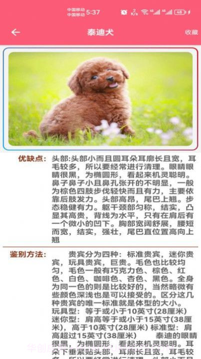 宠物宝宝大全截图1 宠物宝宝大全截图1