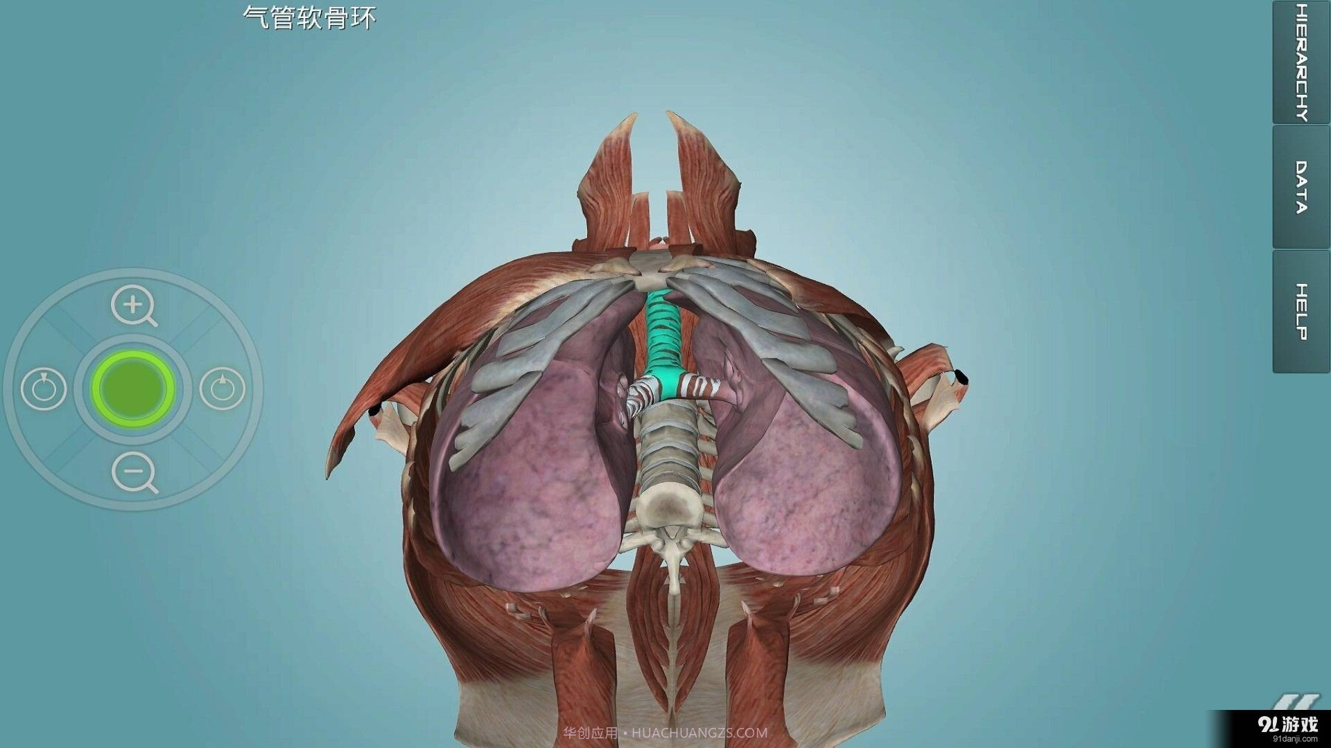 人体解剖学图集截图4 人体解剖学图集截图4