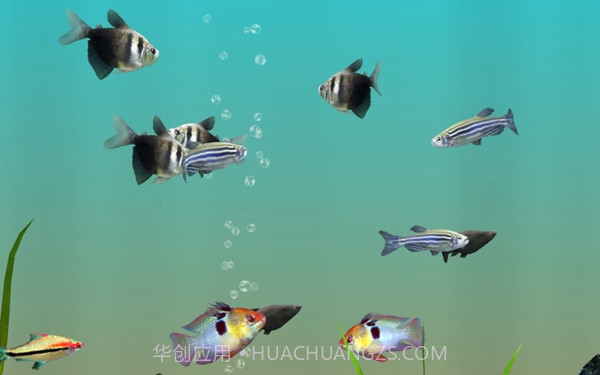 我的水族箱3d截图2 我的水族箱3d截图2