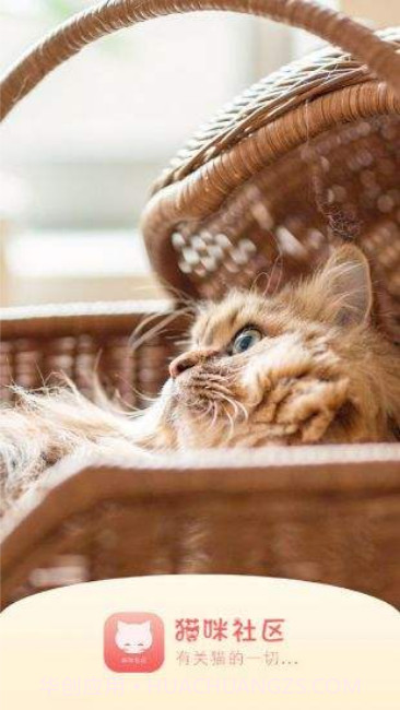 猫咪(宅男必备)截图2