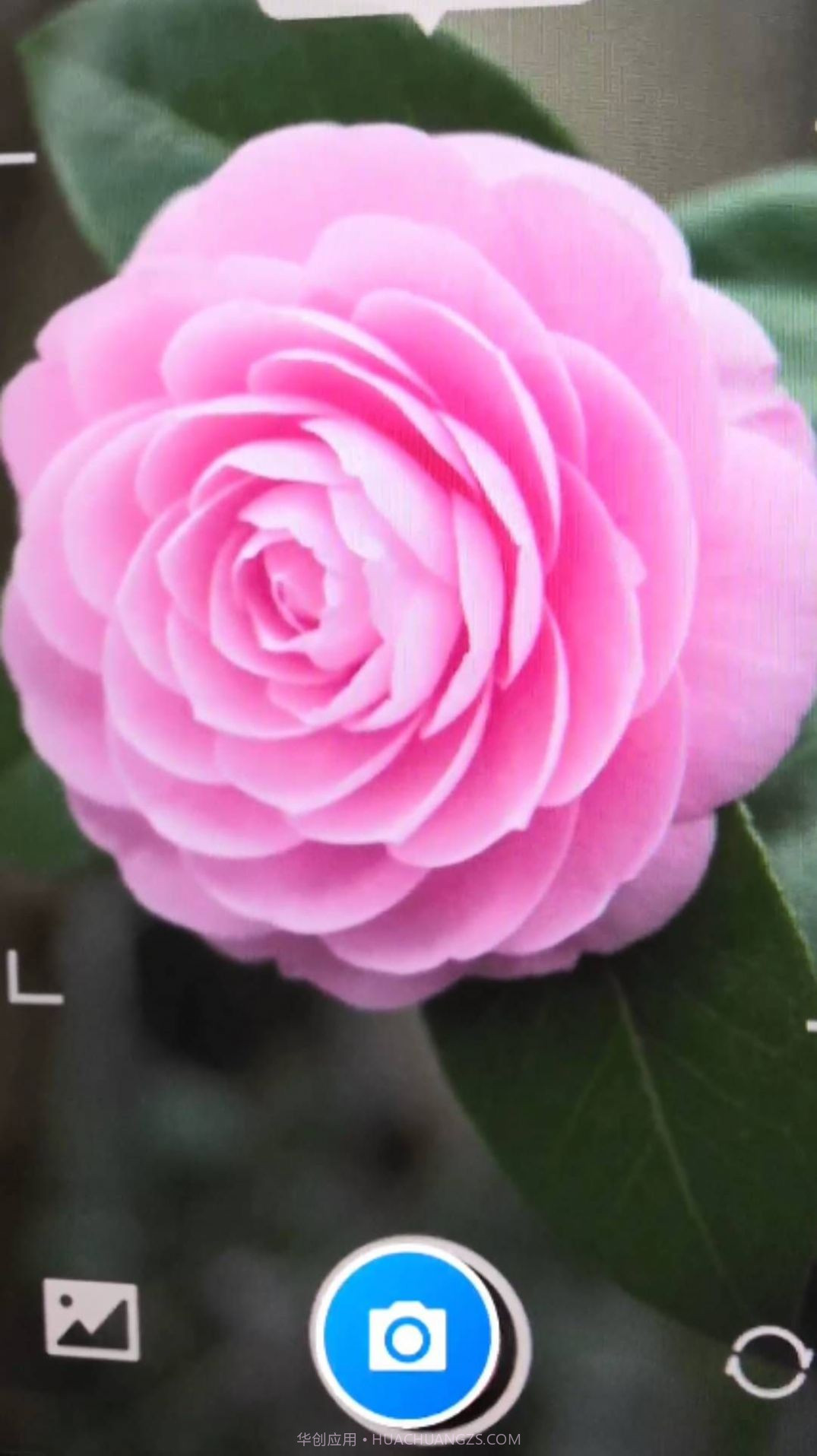 诚宝智能花卉识别截图3 诚宝智能花卉识别截图3