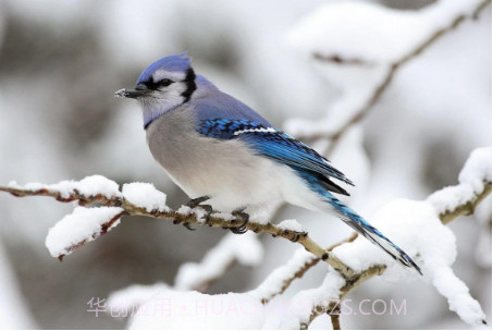 蓝色周壁纸截图3 蓝色周壁纸截图3