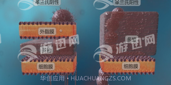 细菌互动教育免费版截图2