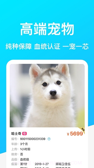Dog Breeds狗品种截图2