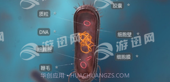 细菌互动教育手机版截图1