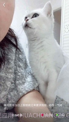 猫咪小视频截图3 猫咪小视频截图3