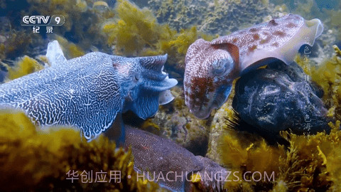 熊猫兔TV截图2 熊猫兔TV截图2